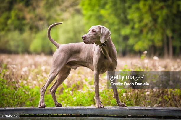 weimaraner on green landscape - weimaraner bildbanksfoton och bilder