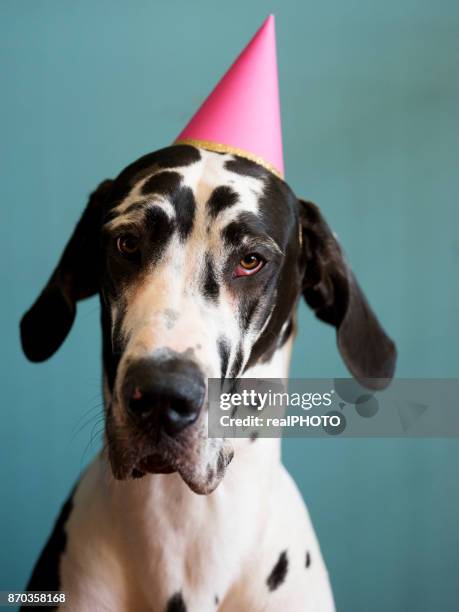 birthday 犬の - グレートデン ストックフォトと画像