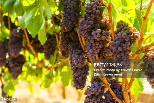 wine grapes - red grapes stock pictures, royalty-free photos & images