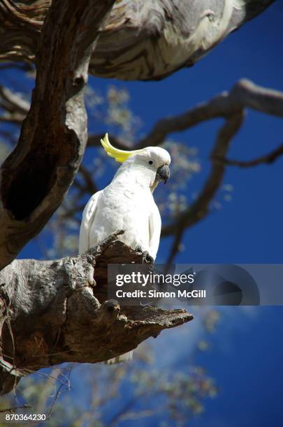 sulphur-crested cockatoo (cacatua galerita) perches on the broken branch of a eucalyptus tree in canberra, australian capital territory, australia - yellow perch stock-fotos und bilder