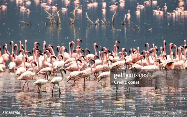 flamingos - lake bogoria national park stock pictures, royalty-free photos & images