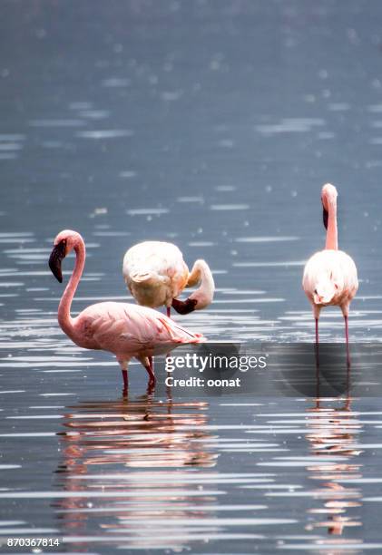 flamingos on the lake - lake bogoria national park stock pictures, royalty-free photos & images