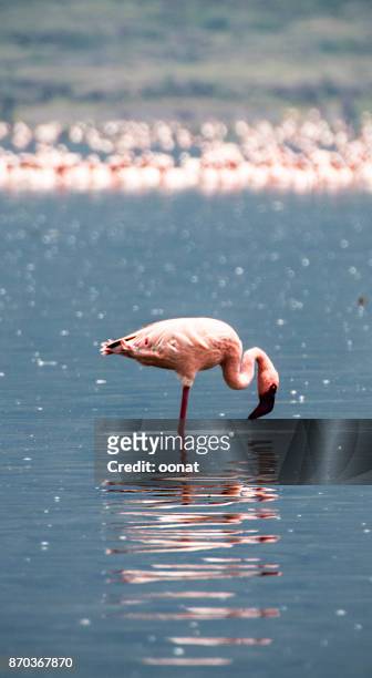 lone flamingo - lake bogoria national park stock pictures, royalty-free photos & images