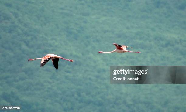 flamingos in flight - lake bogoria national park stock pictures, royalty-free photos & images