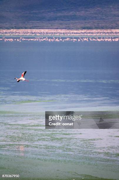 flamingos - lake bogoria national park stock pictures, royalty-free photos & images