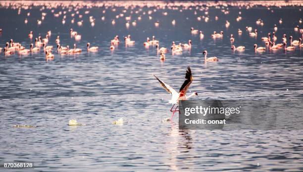 flamingos - lake bogoria national park stock pictures, royalty-free photos & images