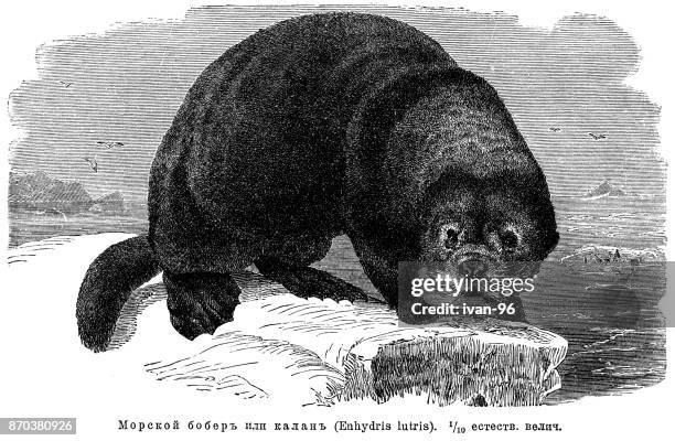 sea otter (enhydra lutris) - sea otter stock illustrations