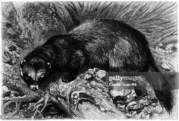 a ferret (mustela putorius furo) - ferret stock illustrations