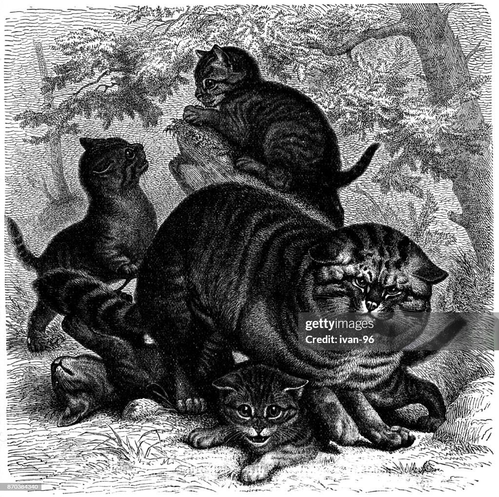 Wild cat (Felis silvestris) and kittens