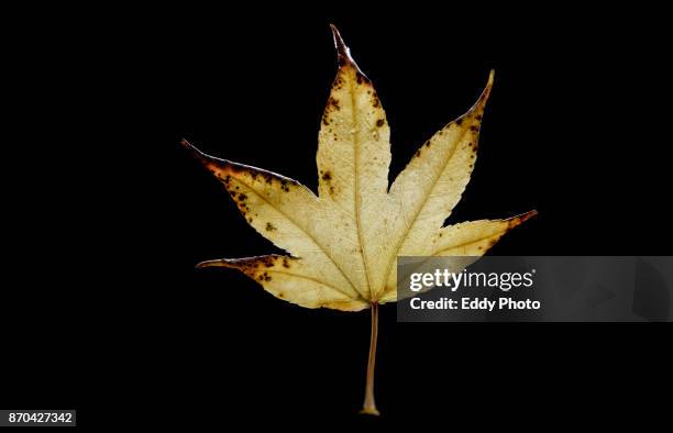 hojas de otoño en fondo negro - fondo negro stock pictures, royalty-free photos & images