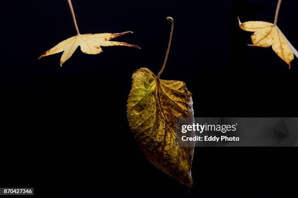 hojas de otoño en fondo negro - otoño bildbanksfoton och bilder