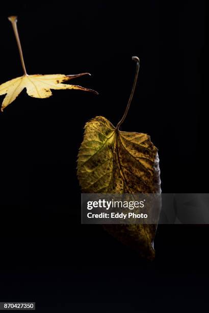 hojas de otoño en fondo negro - fondo negro stockfoto's en -beelden