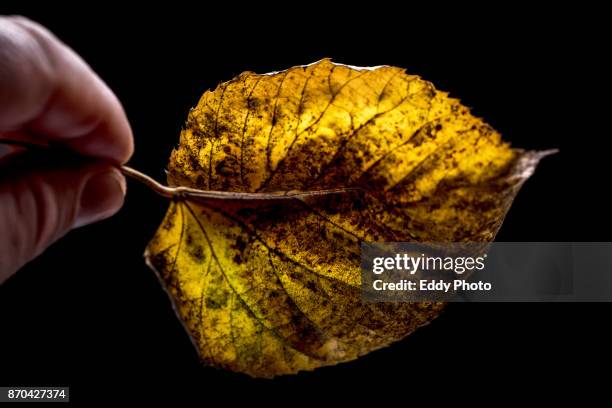 hojas de otoño en fondo negro - fondo negro stock pictures, royalty-free photos & images