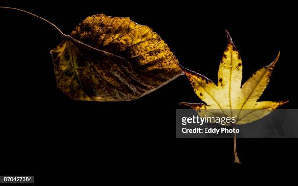 hojas de otoño en fondo negro - fondo negro stockfoto's en -beelden