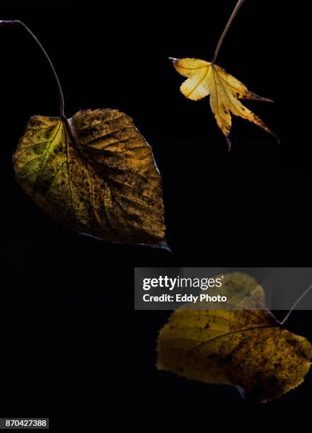 hojas de otoño en fondo negro - fondo negro stockfoto's en -beelden