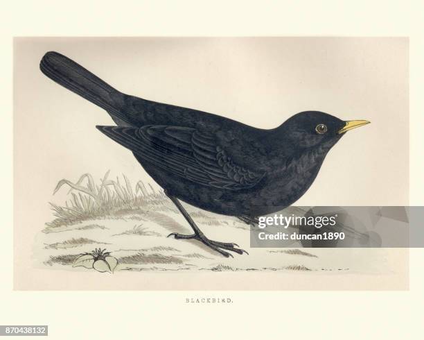 natural history, birds, common blackbird (turdus merula) - blackbird stock illustrations