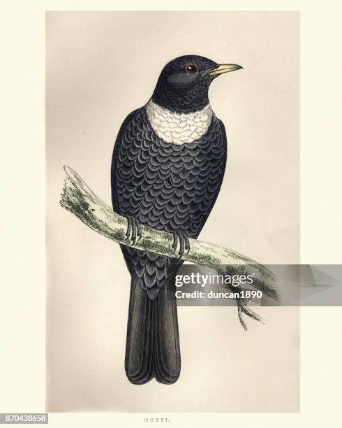 natural history, birds, ring ouzel (turdus torquatus) - turdus torquatus stock illustrations
