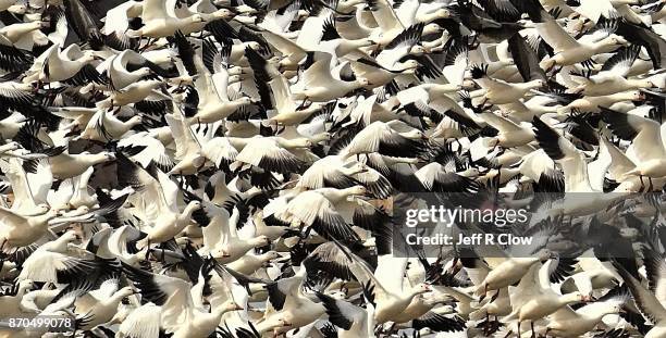 snow geese migration 2 - vogelschwarm stock-fotos und bilder