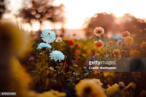 field of flowers at sunset, germany - blumenbeet stock-fotos und bilder