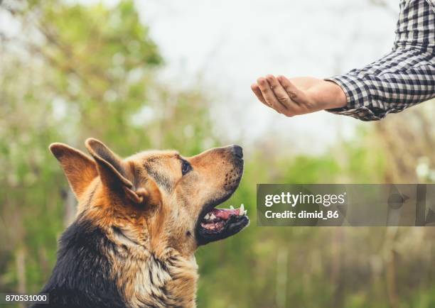 dog breeds training