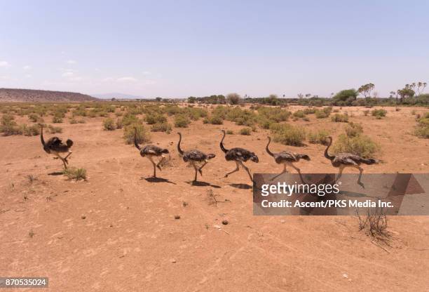 ostriches run across open desertland plain - mittelgroße tiergruppe stock-fotos und bilder