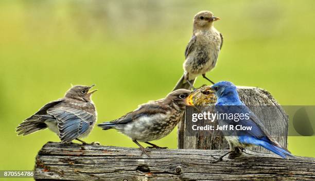 mountain bluebirds in the wild - berghüttensänger stock-fotos und bilder