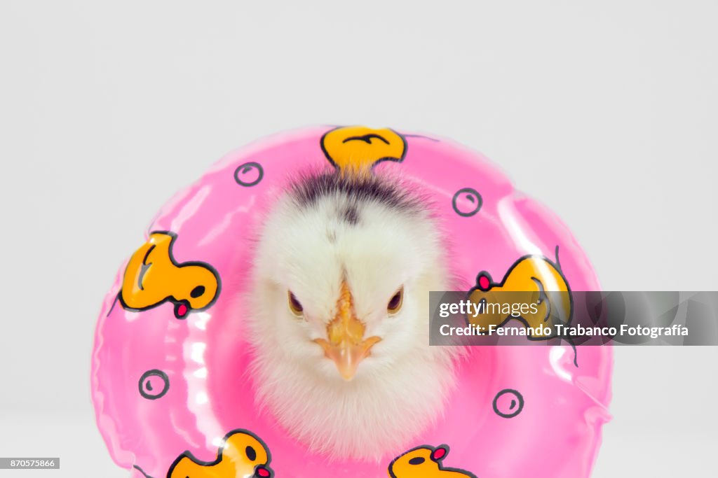 Chick with float