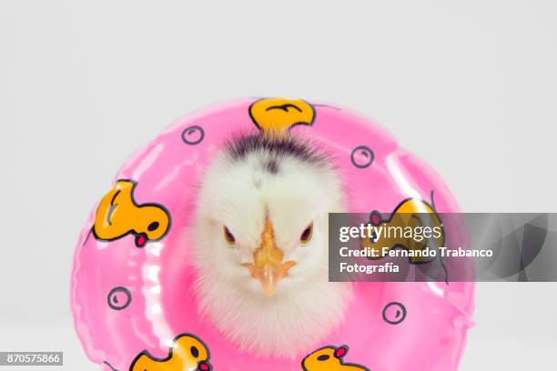 chick with float - hens party stock pictures, royalty-free photos & images