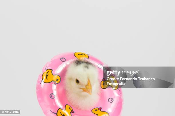 chick with float - hens party stock pictures, royalty-free photos & images