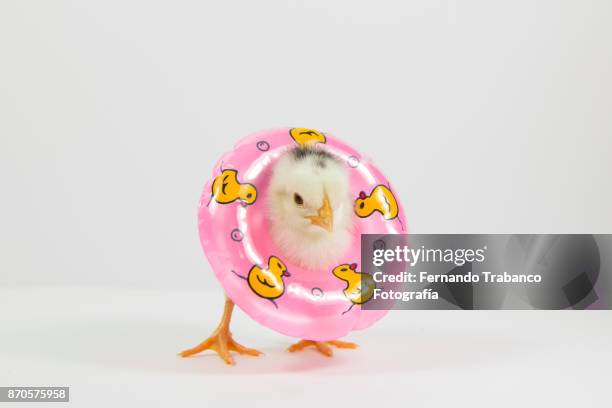 chick with float - hens party stock pictures, royalty-free photos & images