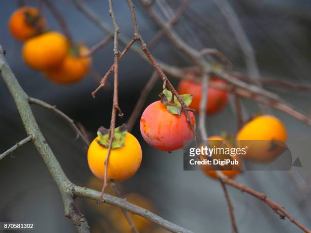 persimmon fruits in the bare tree - kaki stock-fotos und bilder