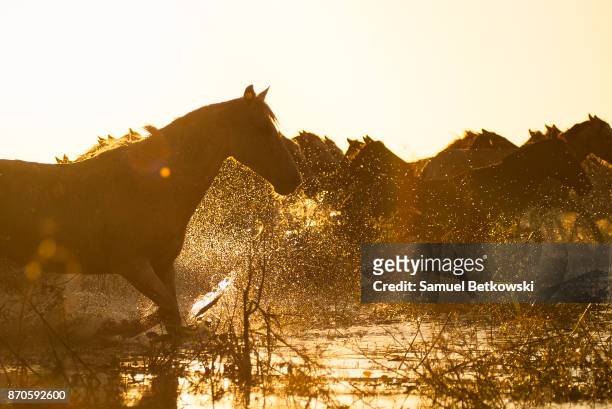 manada de cavalos pantaneiros andando dentro de umm alagado keine endgültige de tarde - pantanal feuchtgebiet stock-fotos und bilder