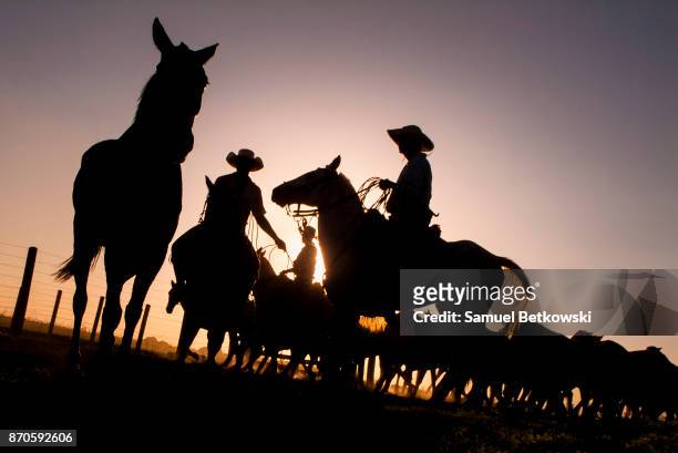 vaqueiros tun pantanal manejando uma manada de cavalos pantaneiros em contraluz keine endgültige de tarde - pantanal stock-fotos und bilder