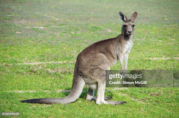 female eastern grey kangaroo (macropus giganteus) on a sports field in woolgoolga, new south wales, australia - kangaroo stock pictures, royalty-free photos & images