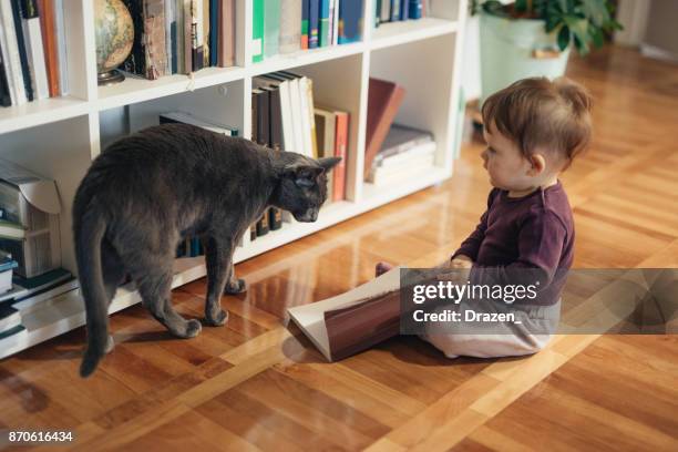 baby flicka avgudar sin ryska blå katt - russian blue katt bildbanksfoton och bilder