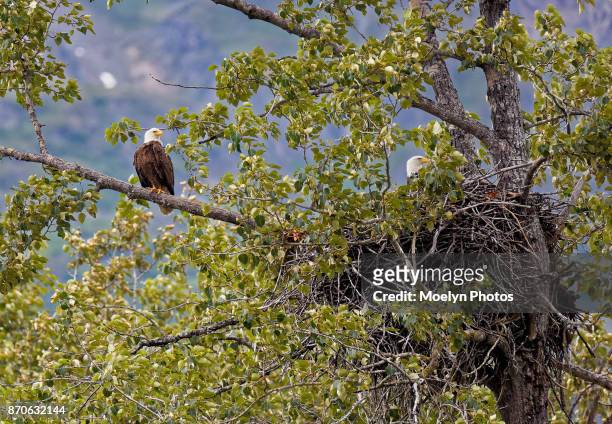 bald eagles with nest - rio chilkat imagens e fotografias de stock