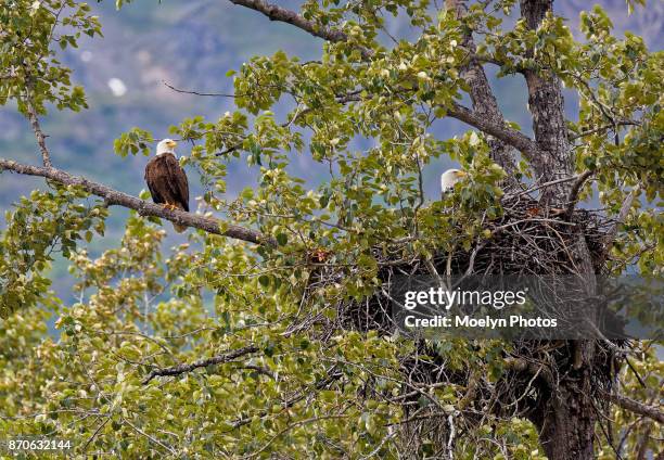 bald eagles with nest - river chilkat bildbanksfoton och bilder