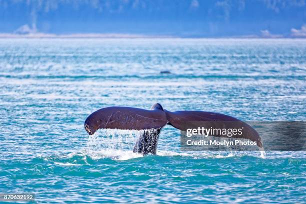 whales tale - whale tale stock pictures, royalty-free photos & images