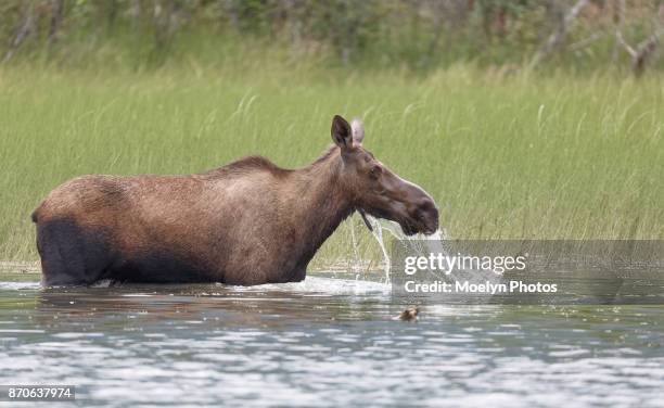 moose cow in the chilkat river - river chilkat stock pictures, royalty-free photos & images