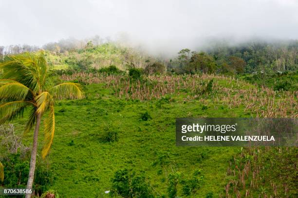 This photo taken on November 5, 2017 shows devastation caused to the Morand Banana Farm following hurricanes Irma and Maria, in Trois Rivieres, on...