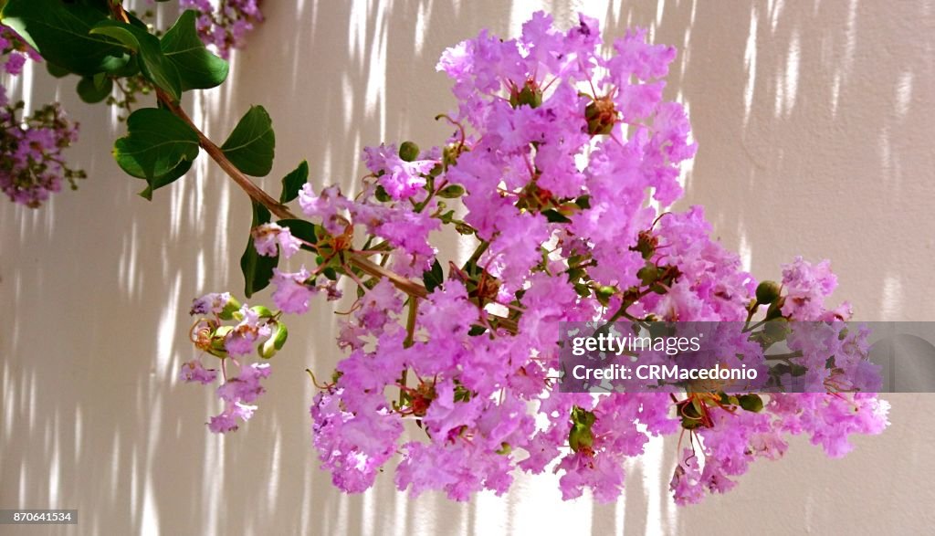 Reseda in bloom