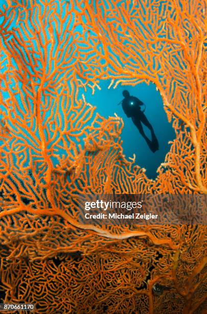 sea fan and diver - celebes stock pictures, royalty-free photos & images