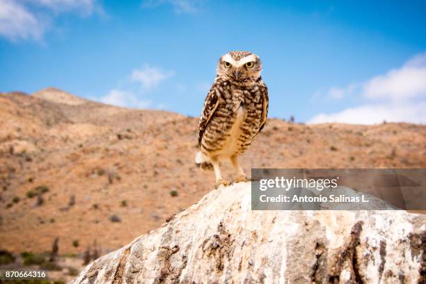 owls at atacama desert in bloom. chile - copiapo stock pictures, royalty-free photos & images