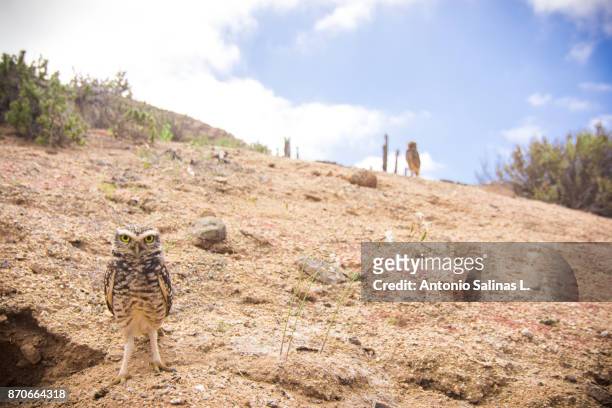 owls at atacama desert in bloom. chile - copiapo stock pictures, royalty-free photos & images