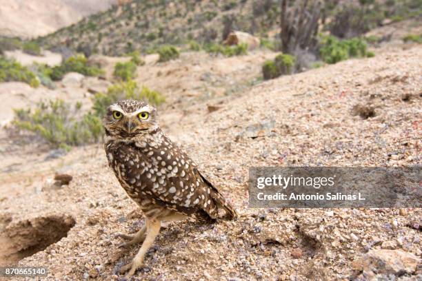 owls at atacama desert in bloom. chile - copiapo stock pictures, royalty-free photos & images