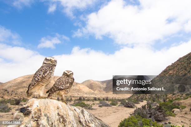 owls at atacama desert in bloom. chile - copiapo stock pictures, royalty-free photos & images