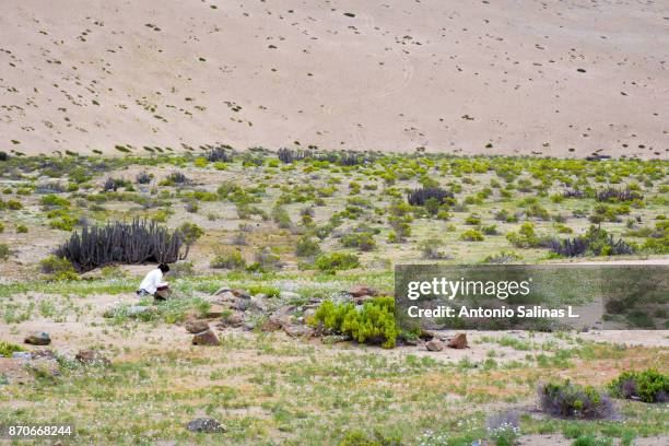 beautifull landscape at atacama desert - copiapo stock pictures, royalty-free photos & images