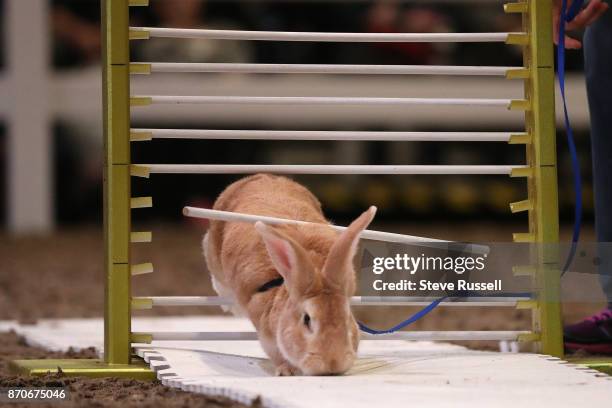 Rabbit leaps through the jump. Rabbits trained by members of the Hamilton Wentworth 4-H leap over jumps at the Royal Agricultural and Winter Fair at...