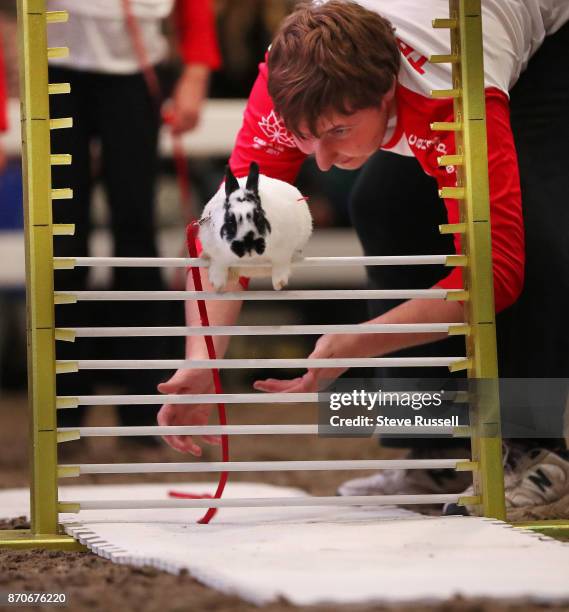John Roeland encourages his rabbit Fifi over a high jump. Rabbits trained by members of the Hamilton Wentworth 4-H leap over jumps at the Royal...