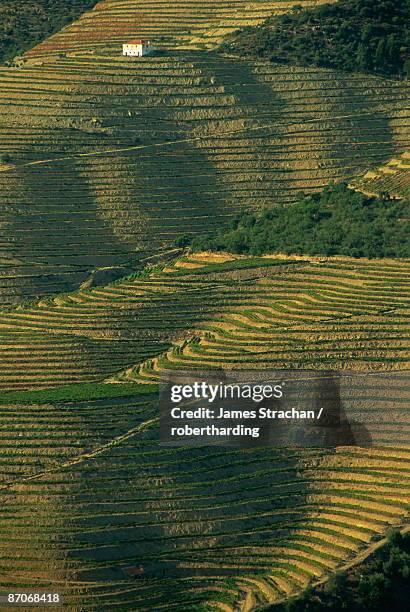 terraced vineyards near pinhao, douro valley, portugal, europe - portugal vineyard stock pictures, royalty-free photos & images